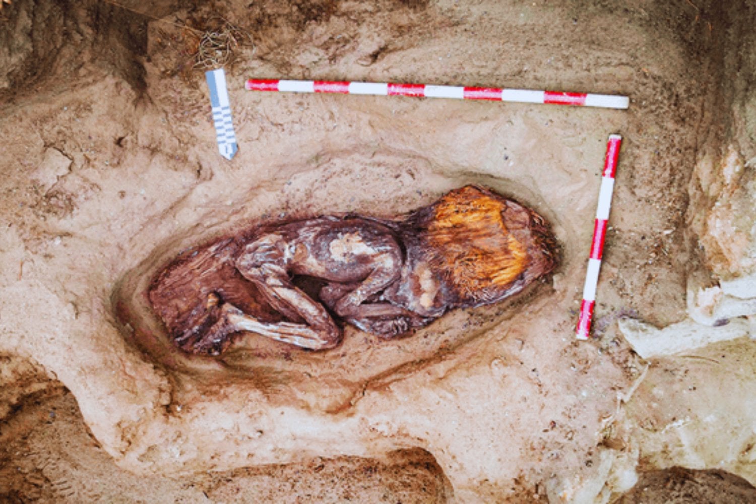 Un hallazgo que cambia la historia: encuentran en Perú a una mujer de élite de la civilización Caral