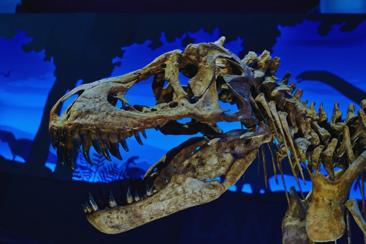 Crean cuero de Tyrannosaurus rex: el material de lujo que viene del pasado
