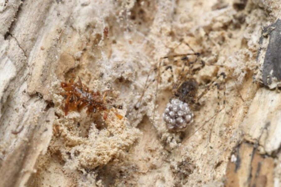 Hallan en Hawai una oruga que se viste con insectos muertos y convive ...