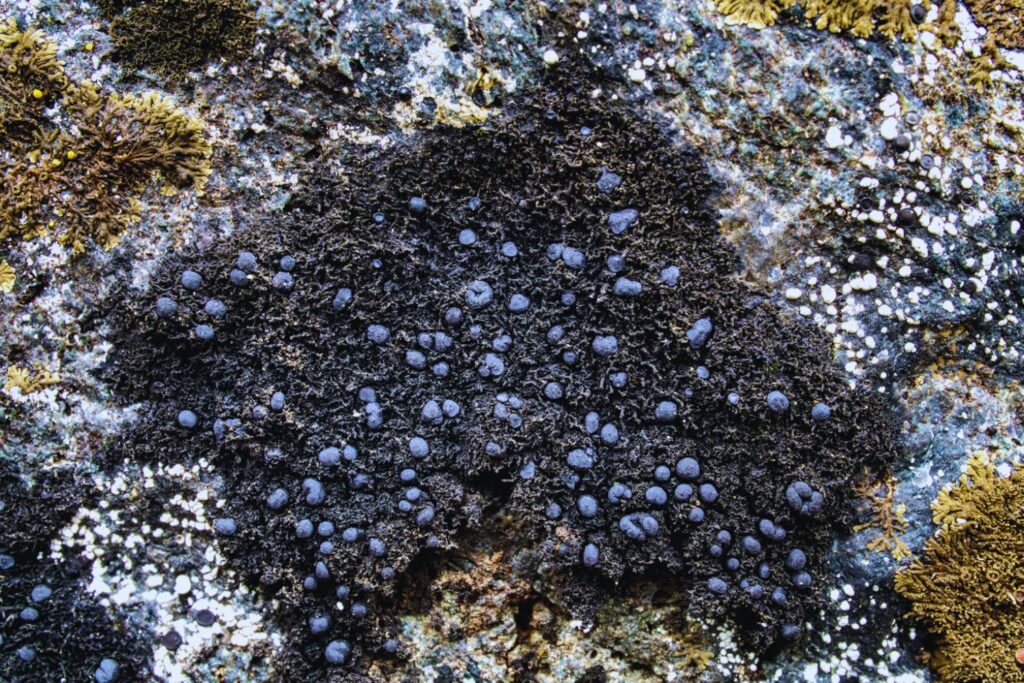 Chile y su nuevo tesoro oculto: el mármol negro que podría cambiar su economía y la de América Latina