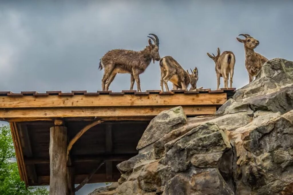 El bucardo: una especie cazada hasta el silencio.