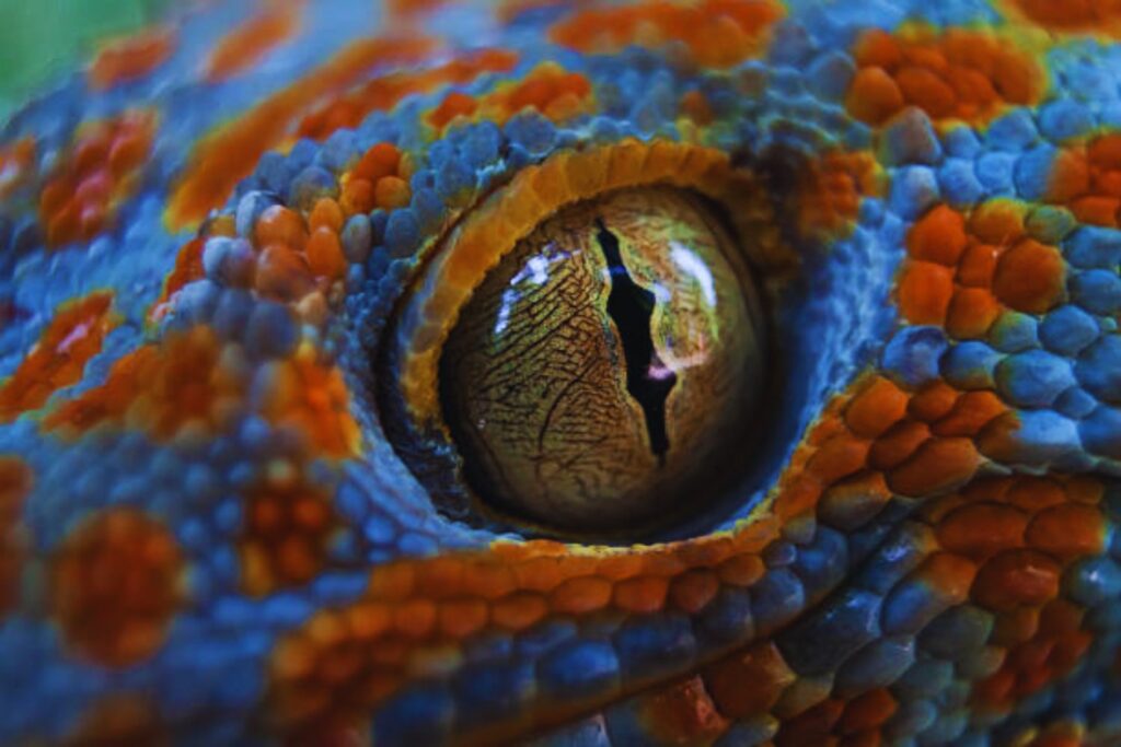 Los colores secretos del mundo: lo que los humanos no ven pero los animales sí