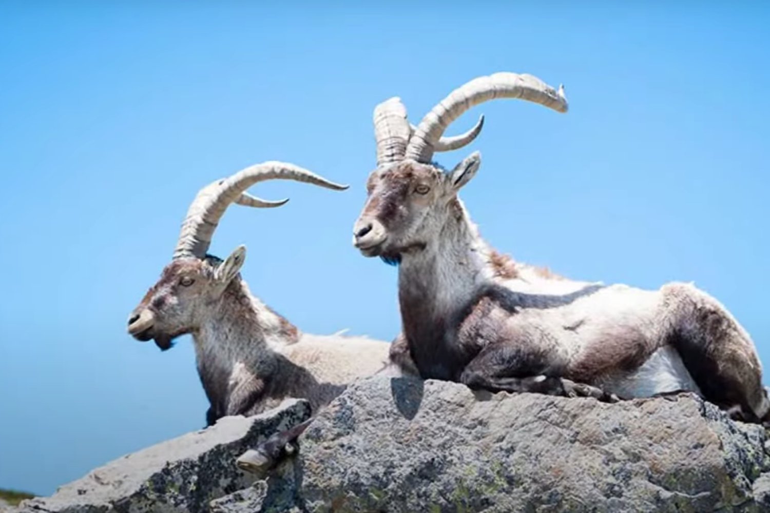 El bucardo: una especie cazada hasta el silencio.