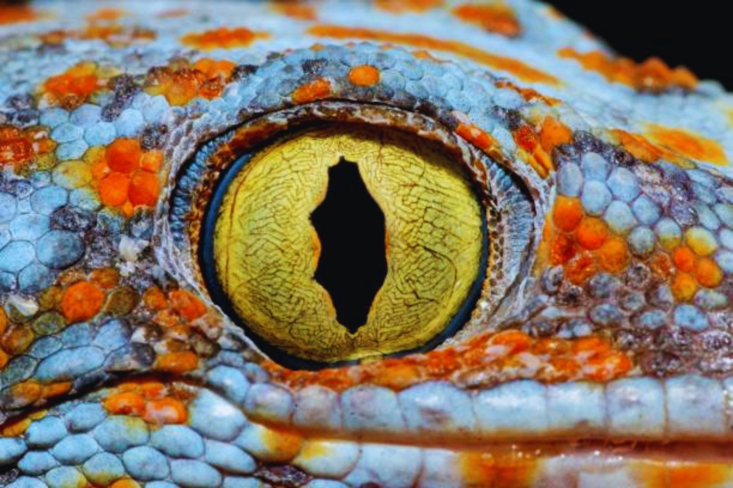 Los colores secretos del mundo: lo que los humanos no ven pero los animales sí