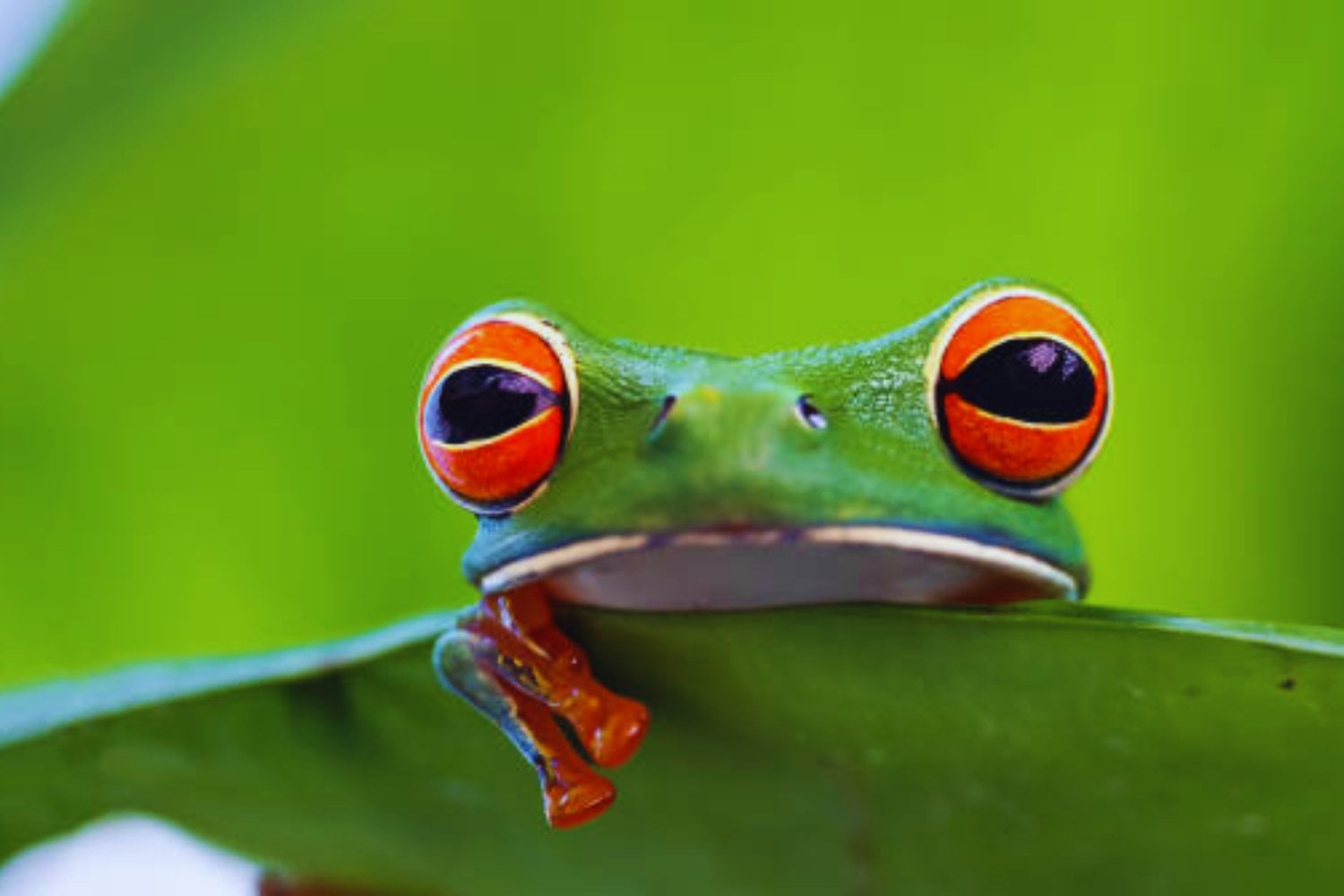 Los colores secretos del mundo: lo que los humanos no ven pero los animales sí