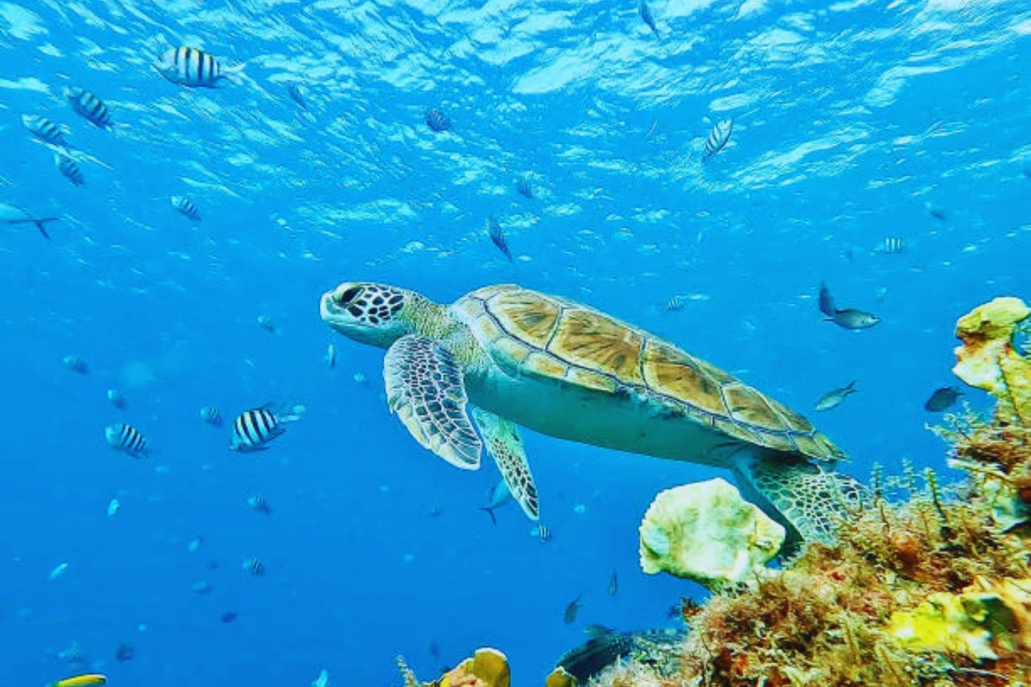 Lo que encontraron en el interior de las tortugas marinas cambiará tu forma de ver el plástico
