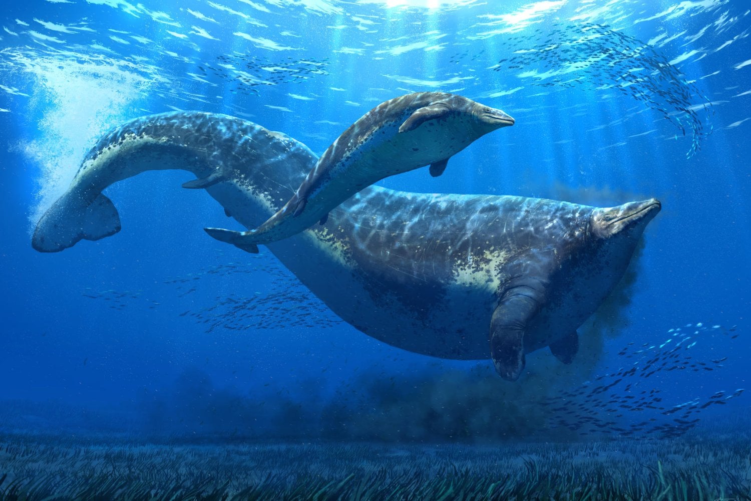La misteriosa criatura de los mares peruanos que podría cambiar lo que sabemos sobre las ballenas