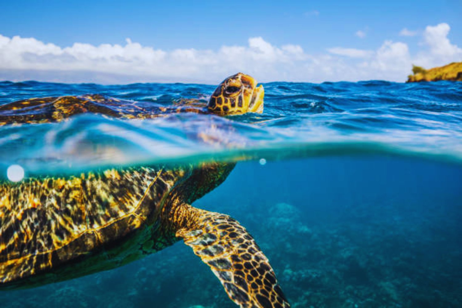 Lo que encontraron en el interior de las tortugas marinas cambiará tu forma de ver el plástico