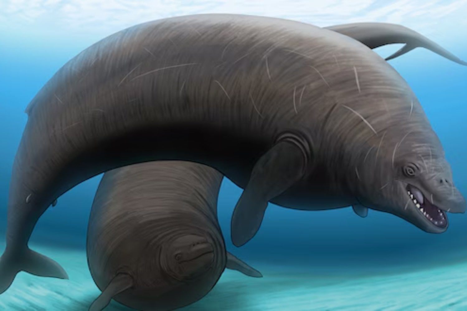 La misteriosa criatura de los mares peruanos que podría cambiar lo que sabemos sobre las ballenas
