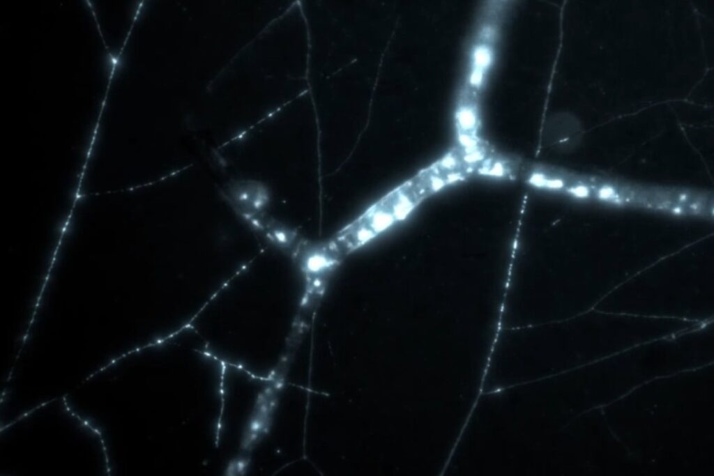 La red que conecta a las plantas: una sociedad subterránea invisible