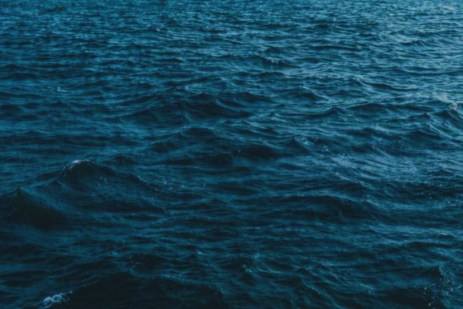 La misteriosa criatura de los mares peruanos que podría cambiar lo que sabemos sobre las ballenas