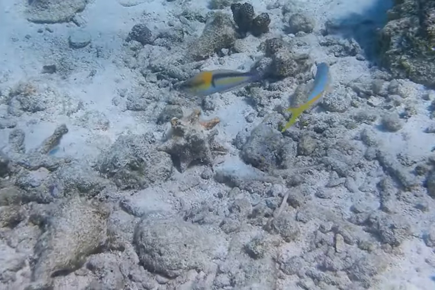 El secreto bajo las olas: peces tropicales revelan una inteligencia oculta con herramientas