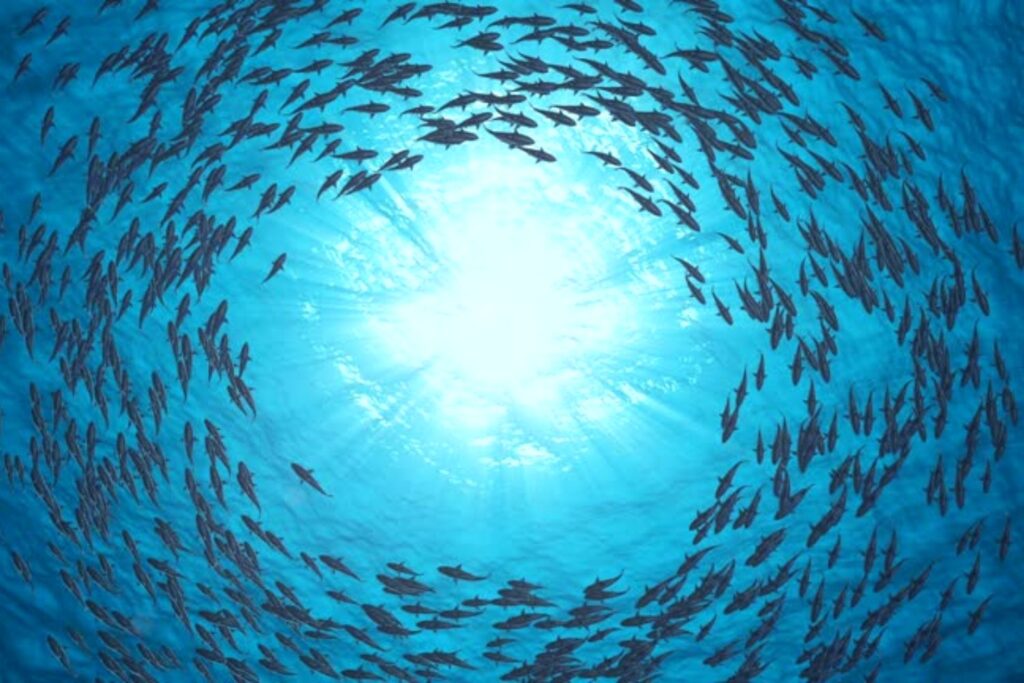 El secreto bajo las olas: peces tropicales revelan una inteligencia oculta con herramientas