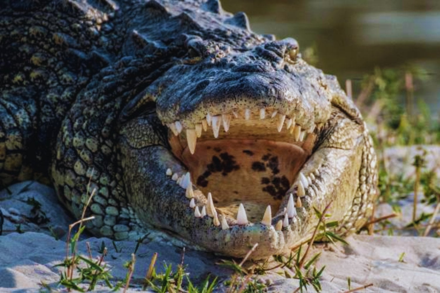 El enigma del "cocodrilo del terror" gigante que cruzaba mares y devoraba dinosaurios
