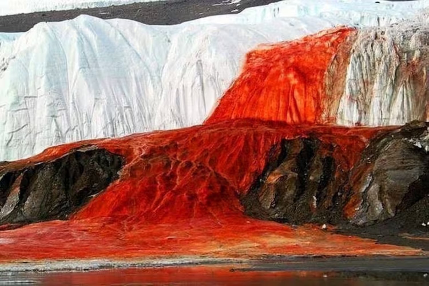 Un enigma que derrite el hielo: ¿qué está tiñendo de rosa la nieve en la Antártida?