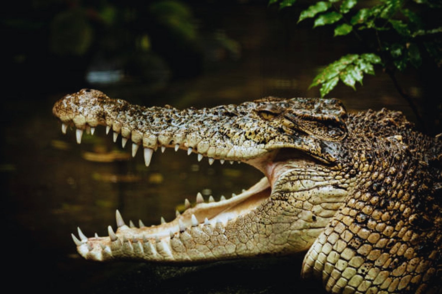El enigma del "cocodrilo del terror" gigante que cruzaba mares y devoraba dinosaurios
