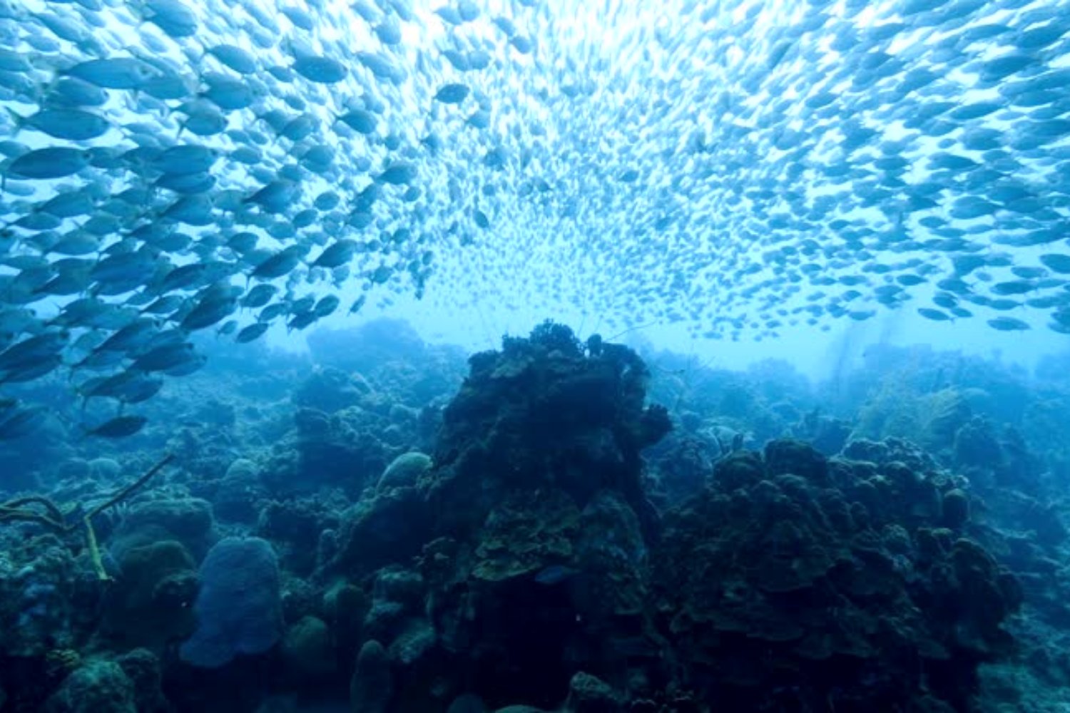 El secreto bajo las olas: peces tropicales revelan una inteligencia oculta con herramientas