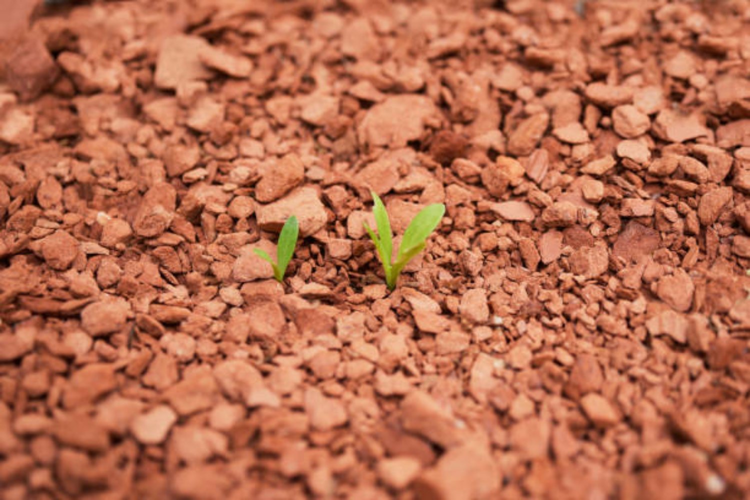 ¿Qué ser vivo logró lo imposible en Marte? Científicos descubren una sorprendente señal de vida potencial