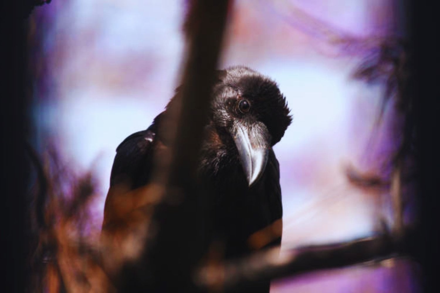 Científicos descubren una sorprendente habilidad visual en los cuervos que podría cambiar cómo entendemos la inteligencia animal