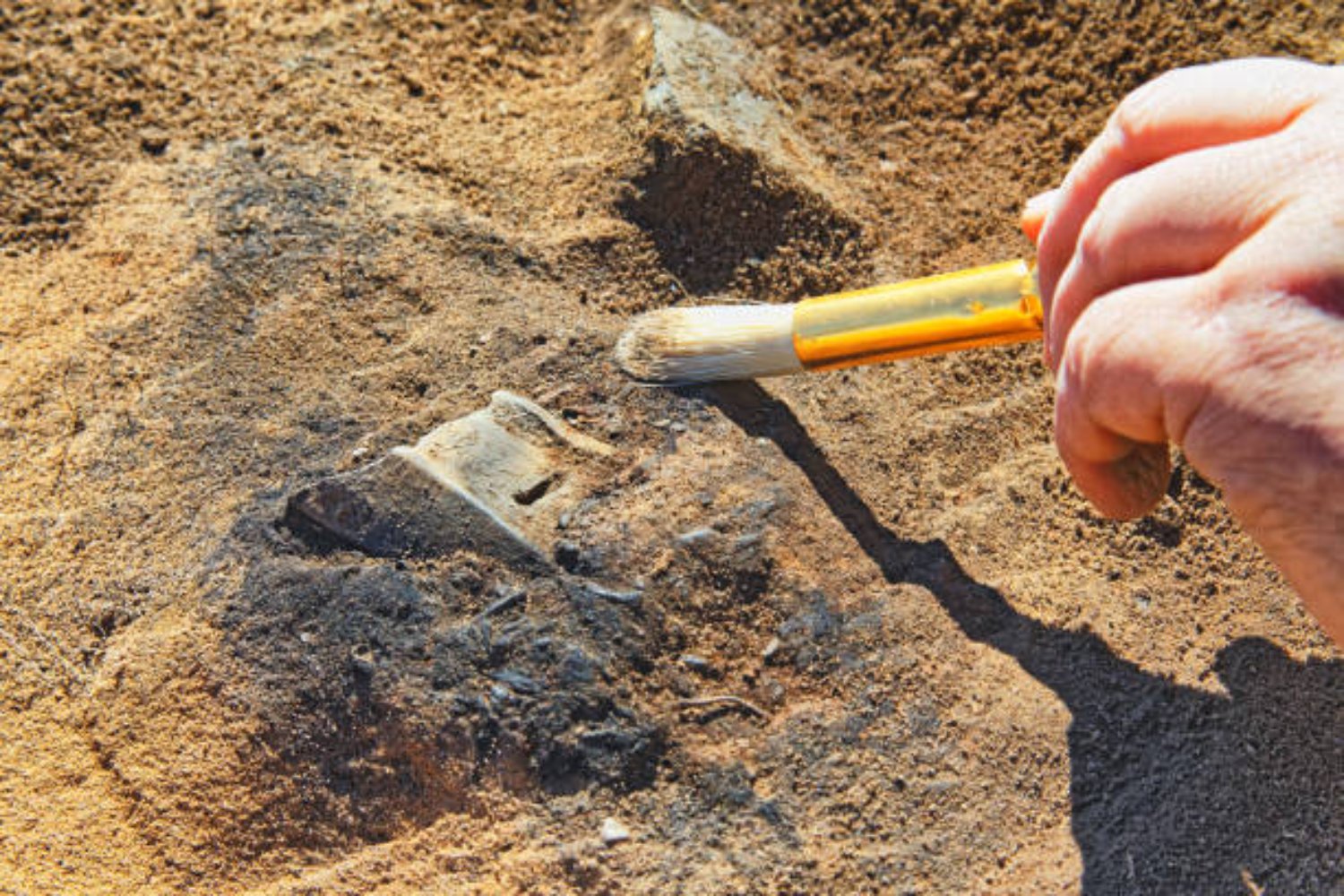 Un hallazgo que desafía el tiempo: el fósil que cambió lo que sabemos sobre la vida antigua