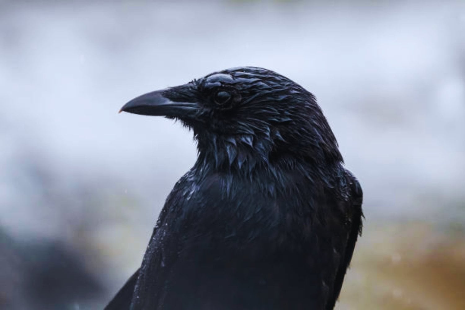 Científicos descubren una sorprendente habilidad visual en los cuervos que podría cambiar cómo entendemos la inteligencia animal