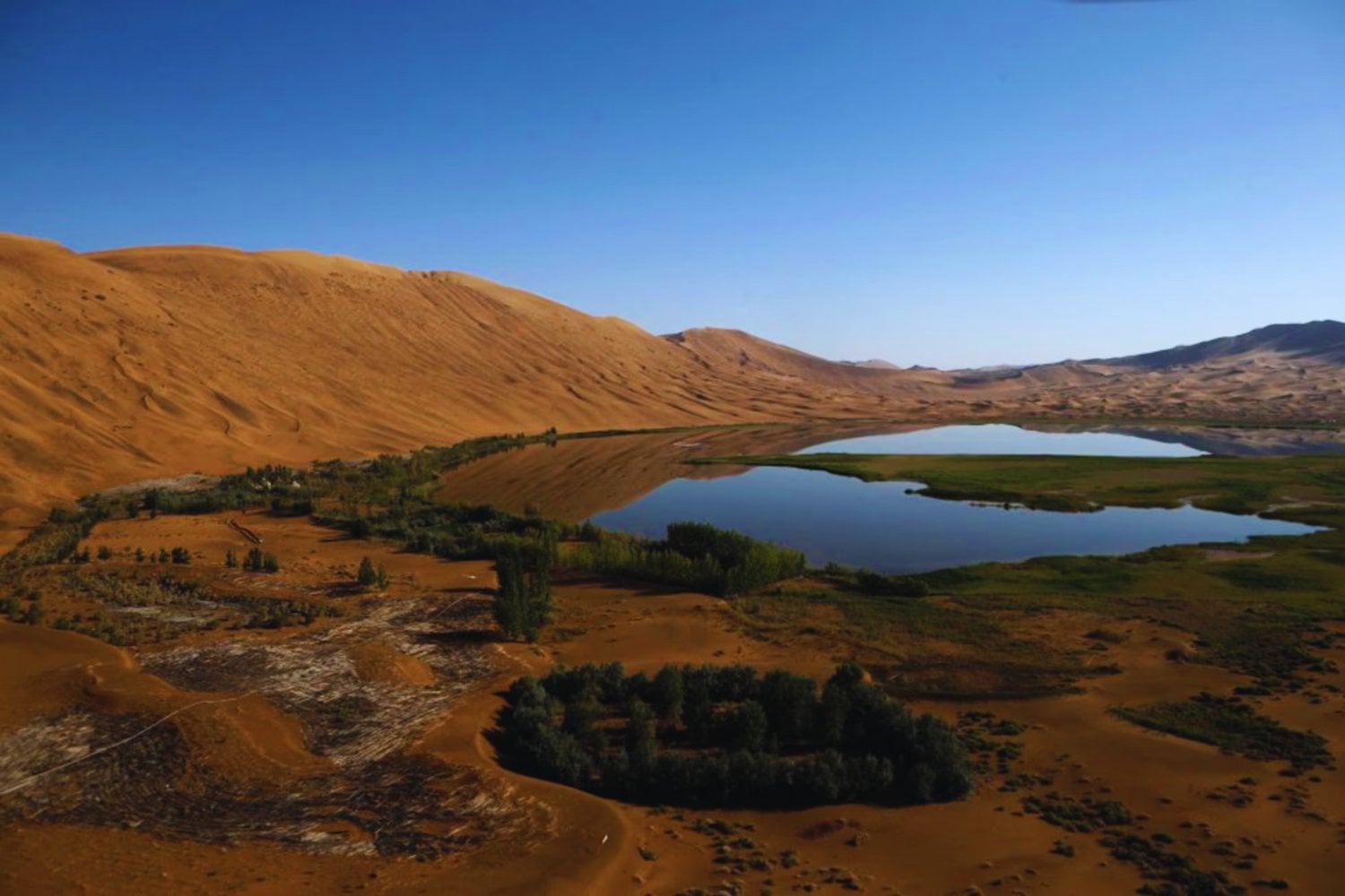 El bosque que detuvo al desierto: el plan secreto de China para reconquistar millones de hectáreas