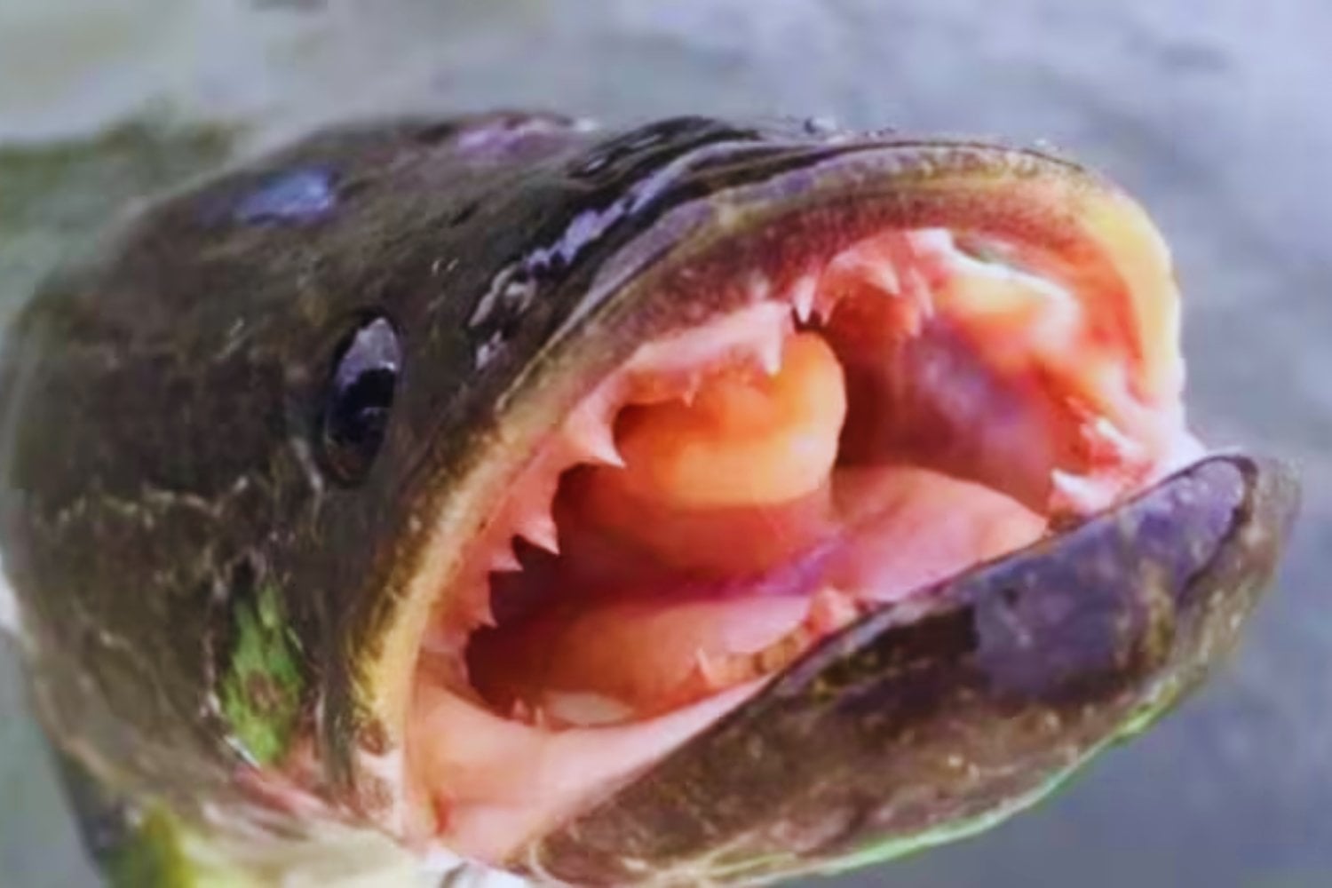 El pez cabeza de serpiente: el invasor que aterroriza a los ecosistemas acuáticos de Estados Unidos