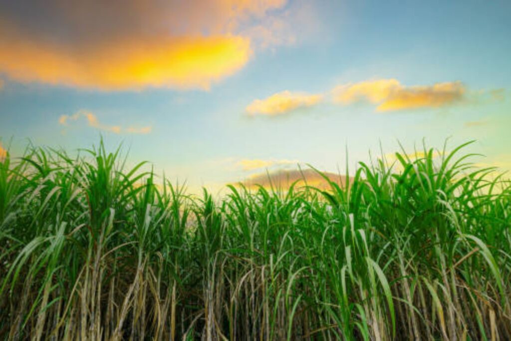 Descubren en Sudamérica un uso del azúcar que podría cambiarlo todo