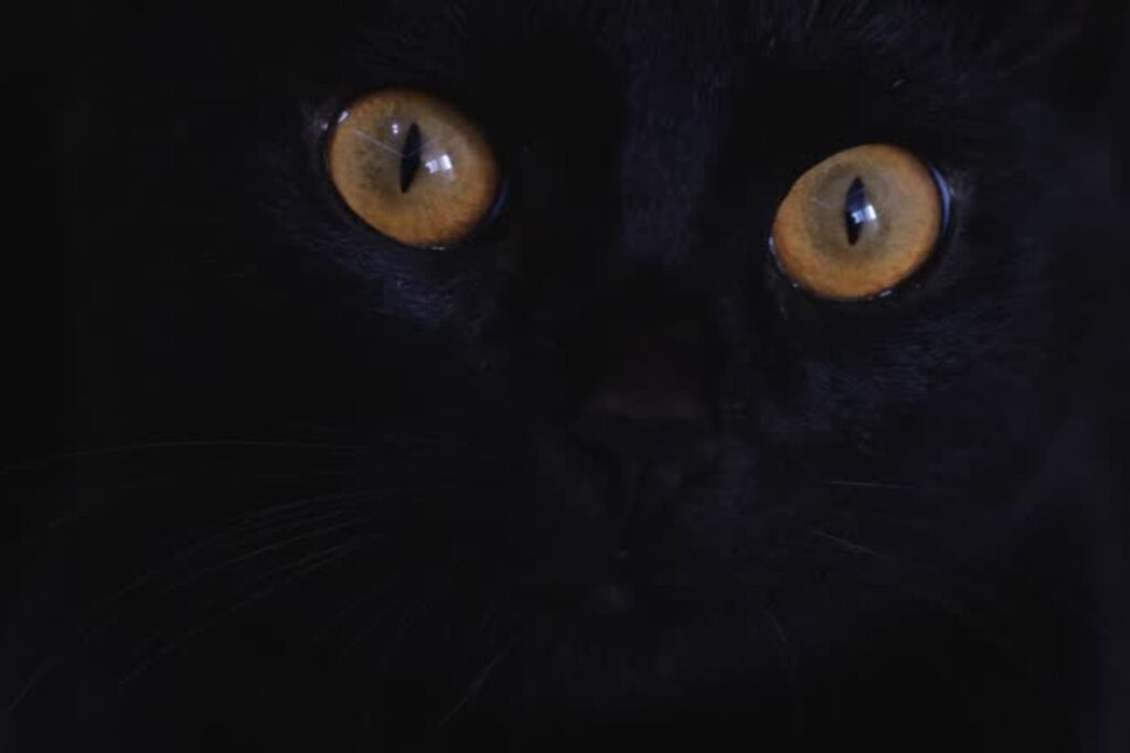El gato de Schrödinger ya no necesita congelarse: el experimento que desafía las reglas cuánticas