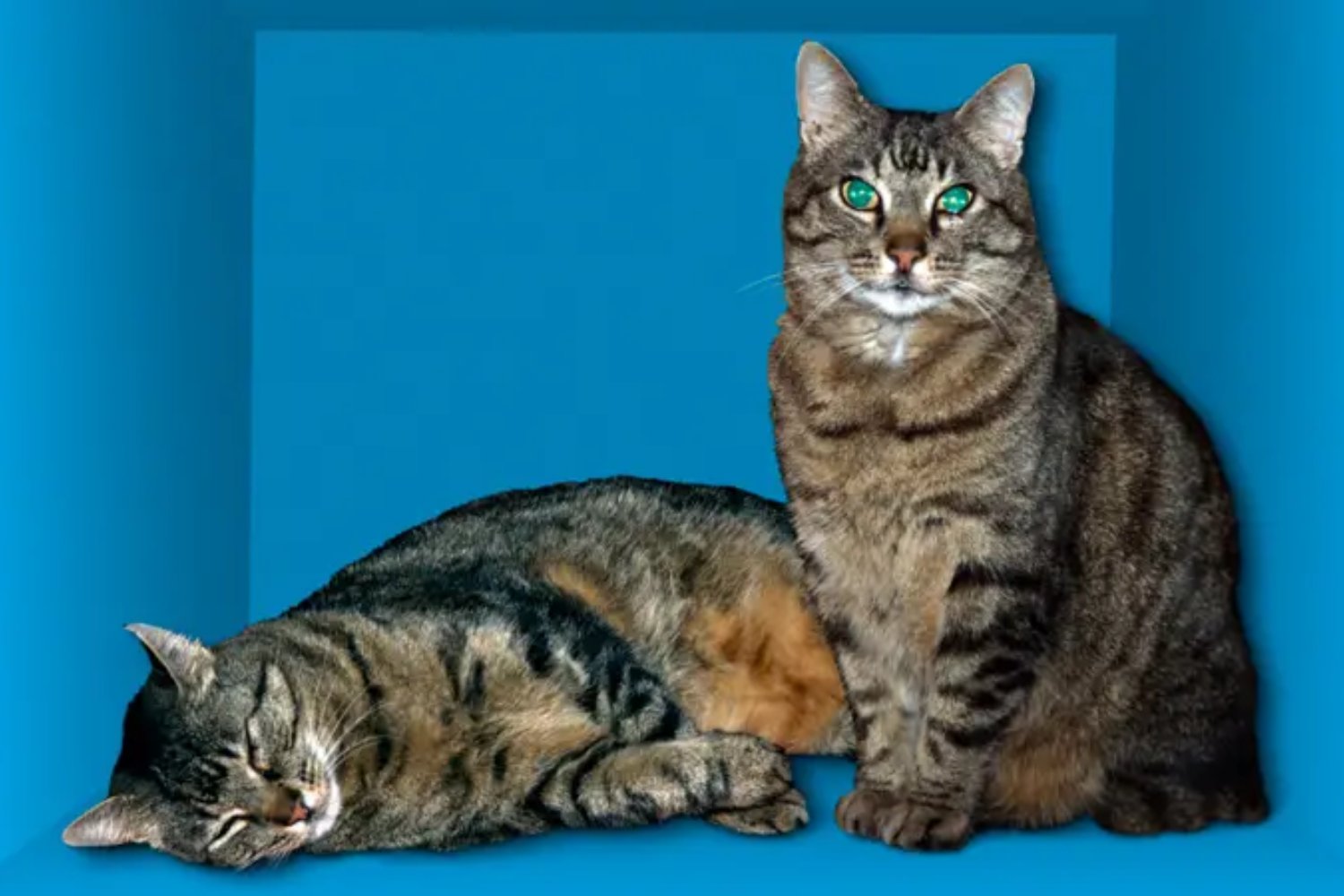 El gato de Schrödinger ya no necesita congelarse: el experimento que desafía las reglas cuánticas