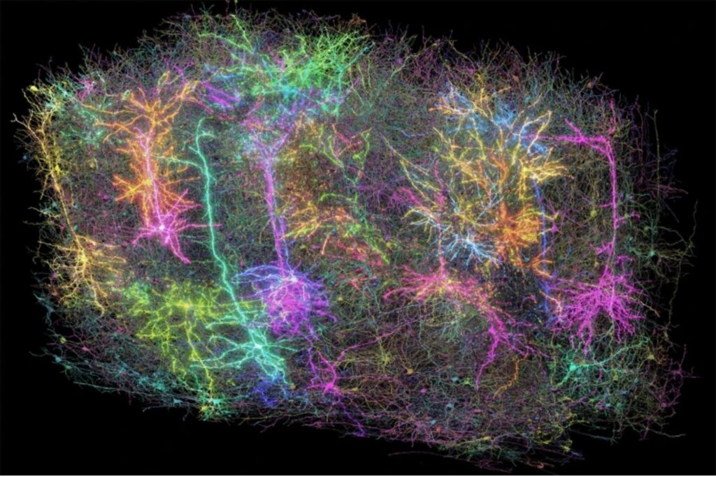 Así se está desvelando el mayor secreto del cerebro humano con la ayuda de un ratón cinéfilo