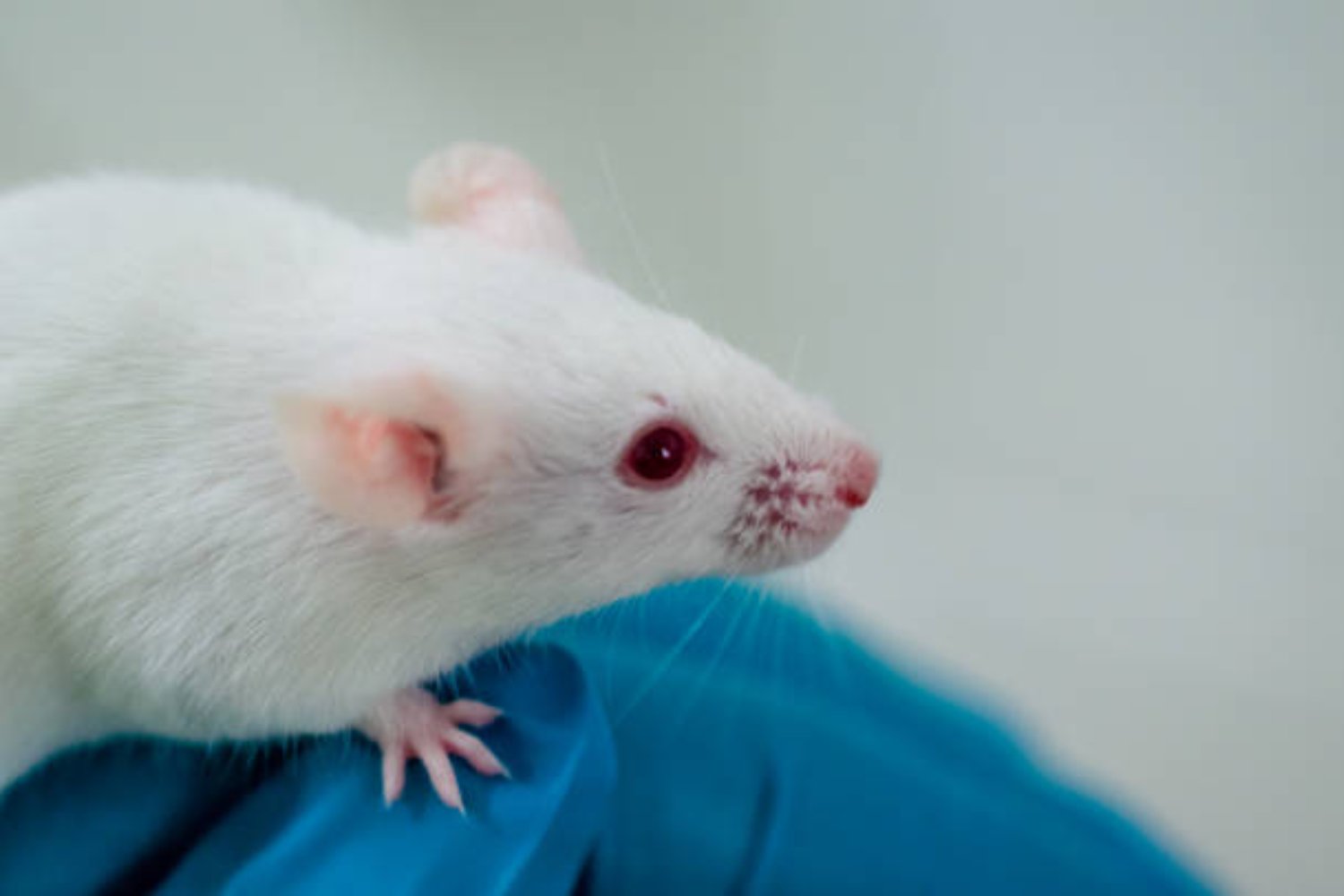 Así se está desvelando el mayor secreto del cerebro humano con la ayuda de un ratón cinéfilo