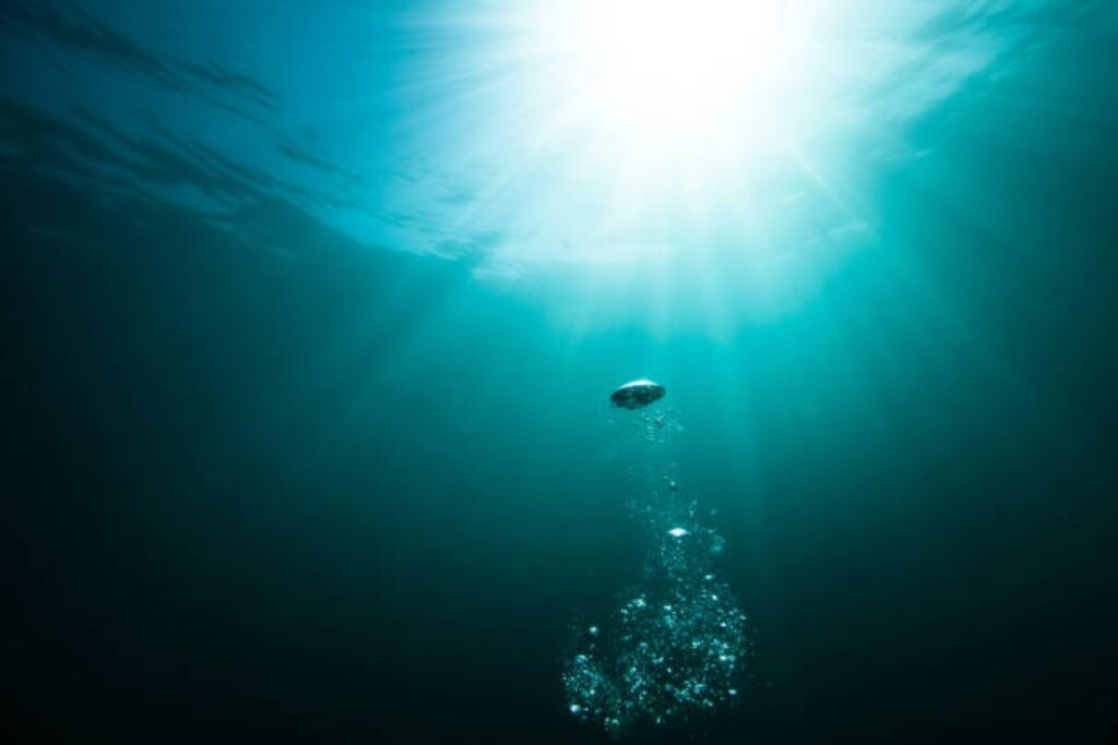Lo que esconden los pulpos y medusas: la revolución tecnológica que imita al mar