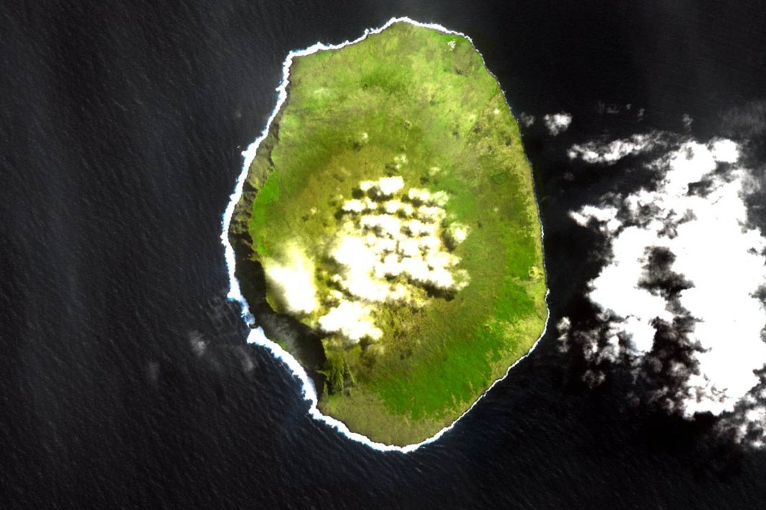 El enigma de las vacas que desafiaron la genética y sobrevivieron en una isla olvidada