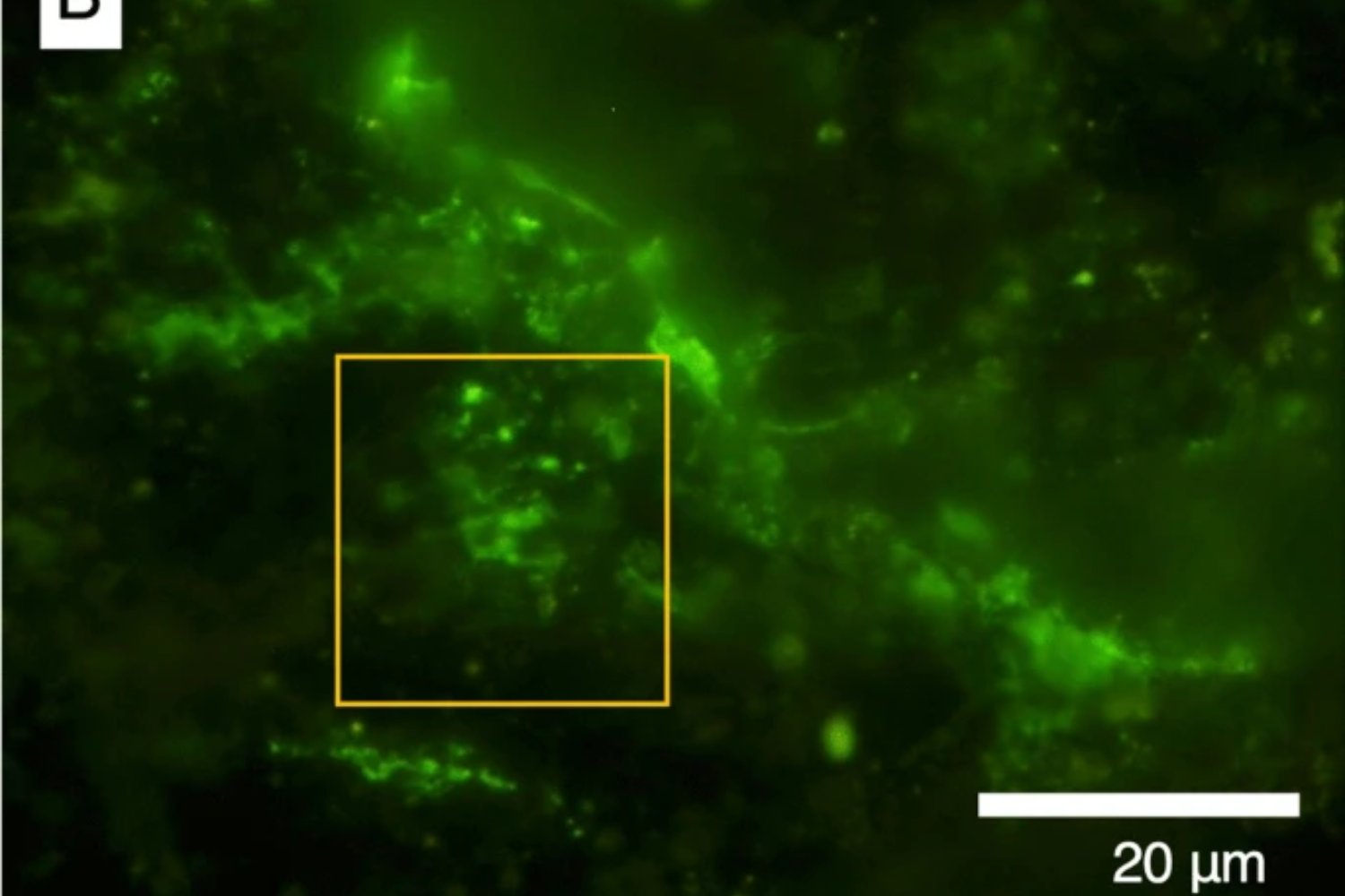 Un hallazgo milenario bajo tierra: descubren vida microbiana en una roca de 2.000 millones de años