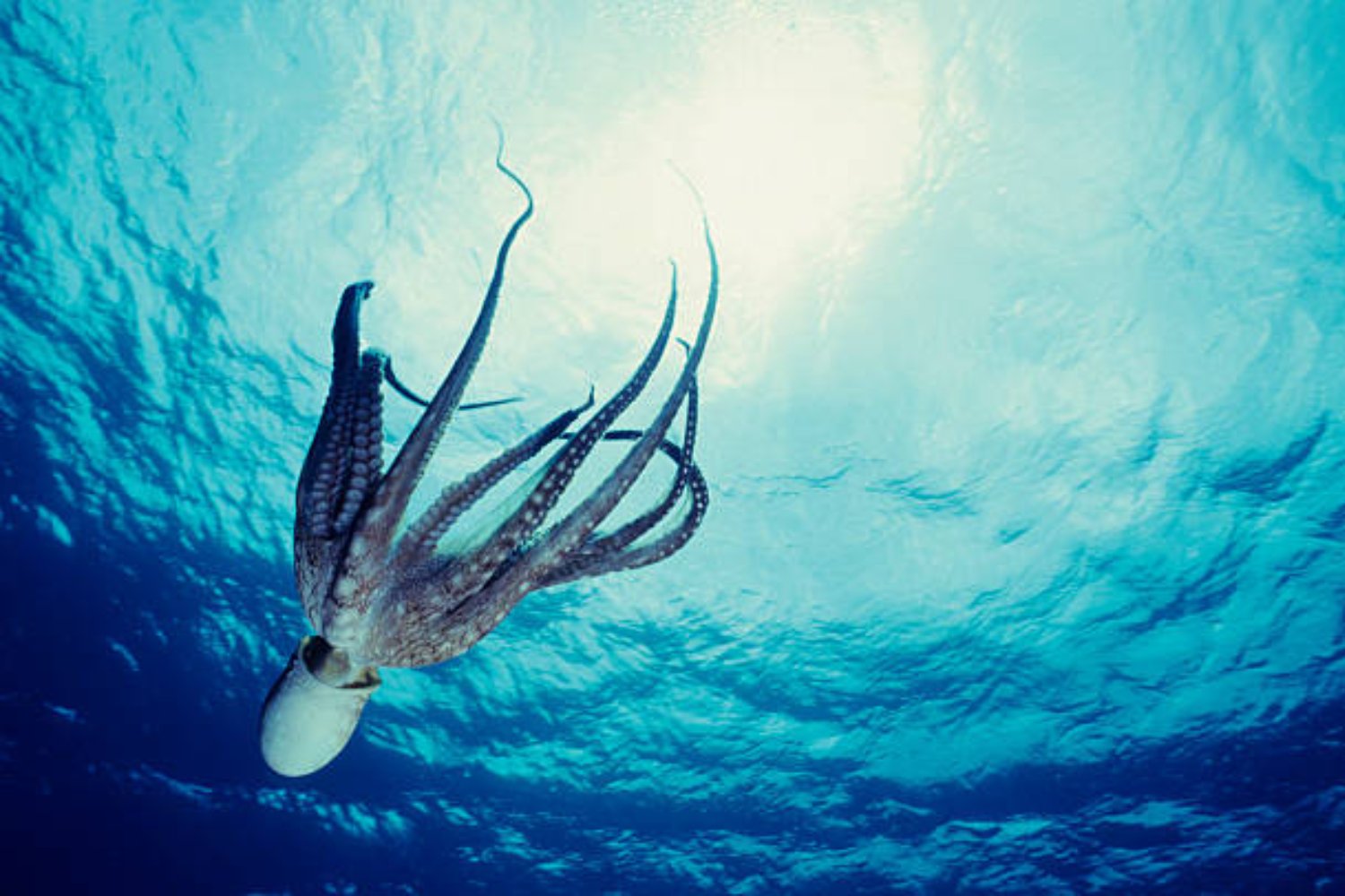 Lo que esconden los pulpos y medusas: la revolución tecnológica que imita al mar