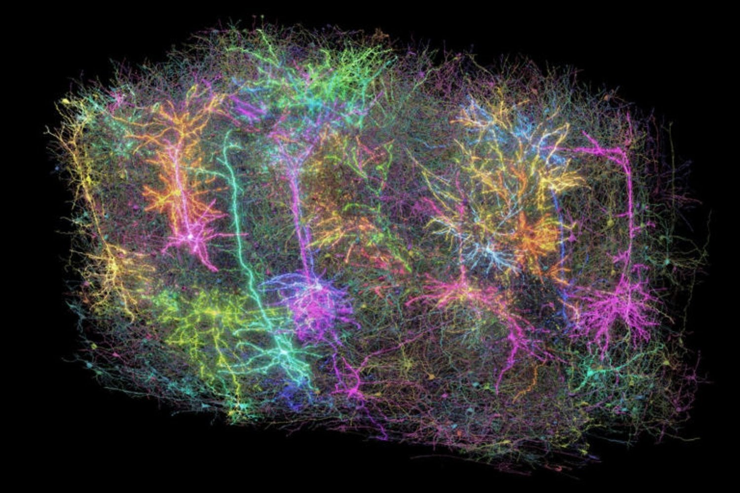 Lo que vieron los ojos de un ratón: el experimento que revela los secretos más ocultos del cerebro