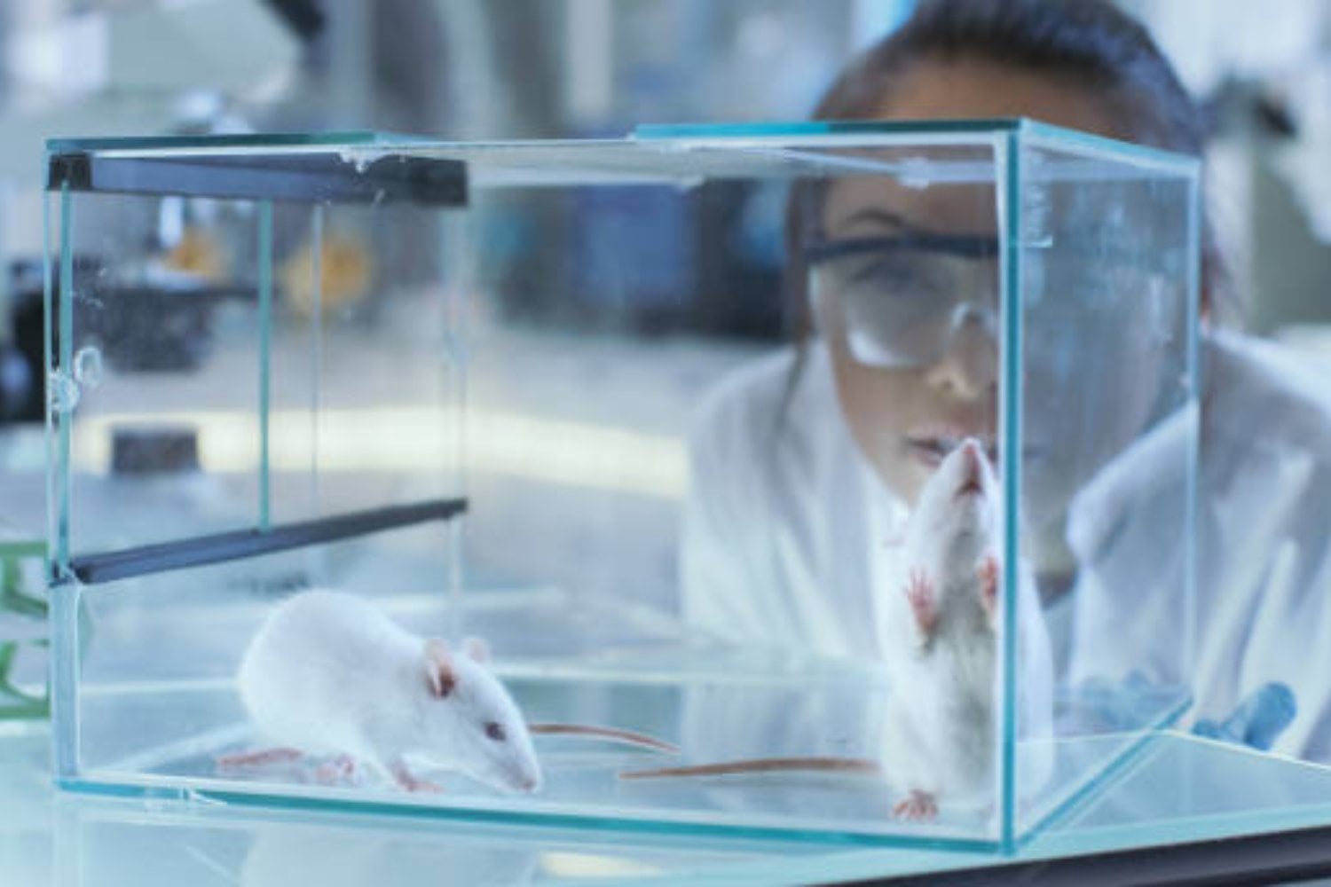 Lo que vieron los ojos de un ratón: el experimento que revela los secretos más ocultos del cerebro