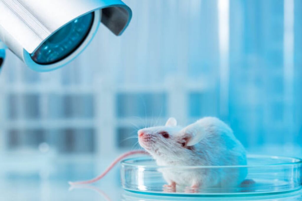 Lo que vieron los ojos de un ratón: el experimento que revela los secretos más ocultos del cerebro