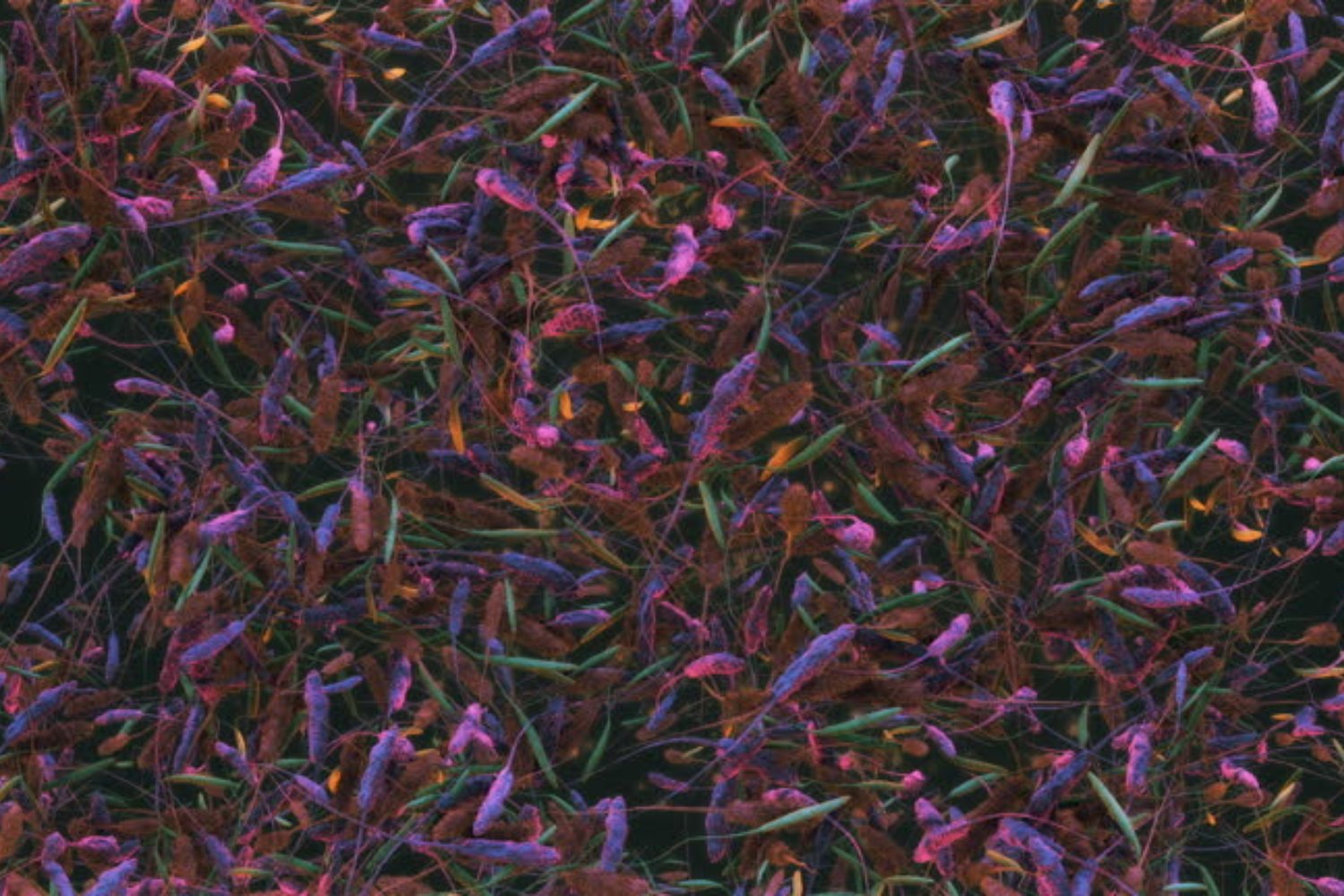 El misterioso fósil que revela un sorprendente origen de los parásitos modernos