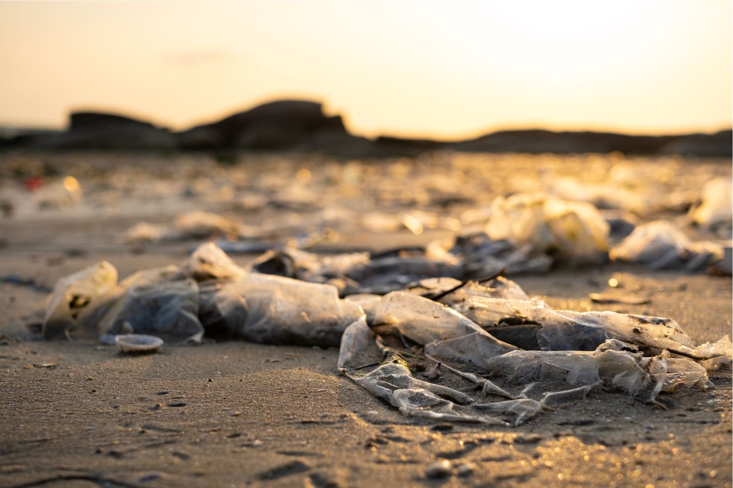 Diseño Sin Título (72)