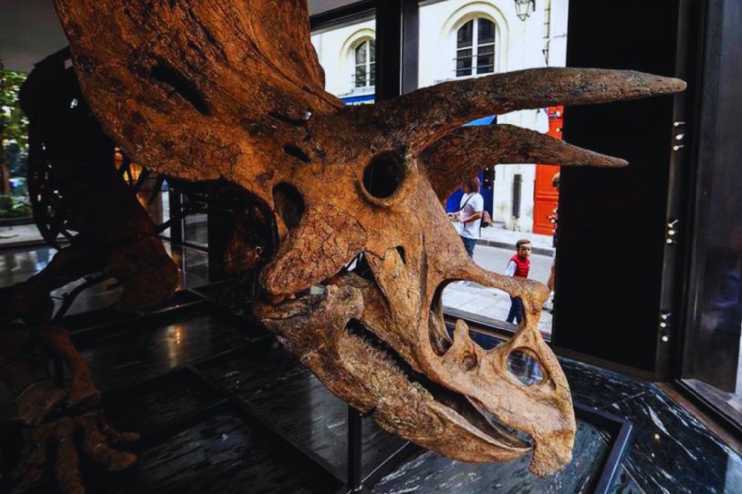 Lo que los millonarios no quieren que sepas sobre los fósiles de T. rex