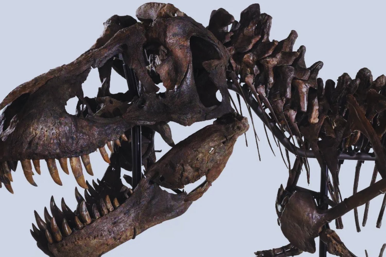 Lo que los millonarios no quieren que sepas sobre los fósiles de T. rex