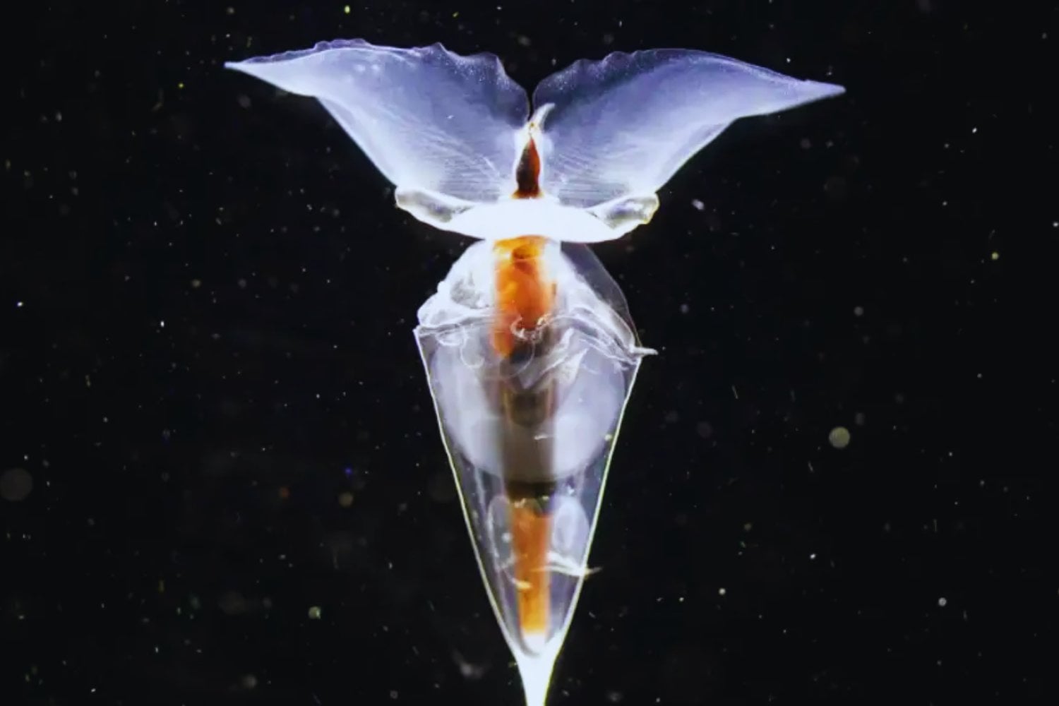 Criaturas desconocidas emergen desde las profundidades heladas de la Antártida