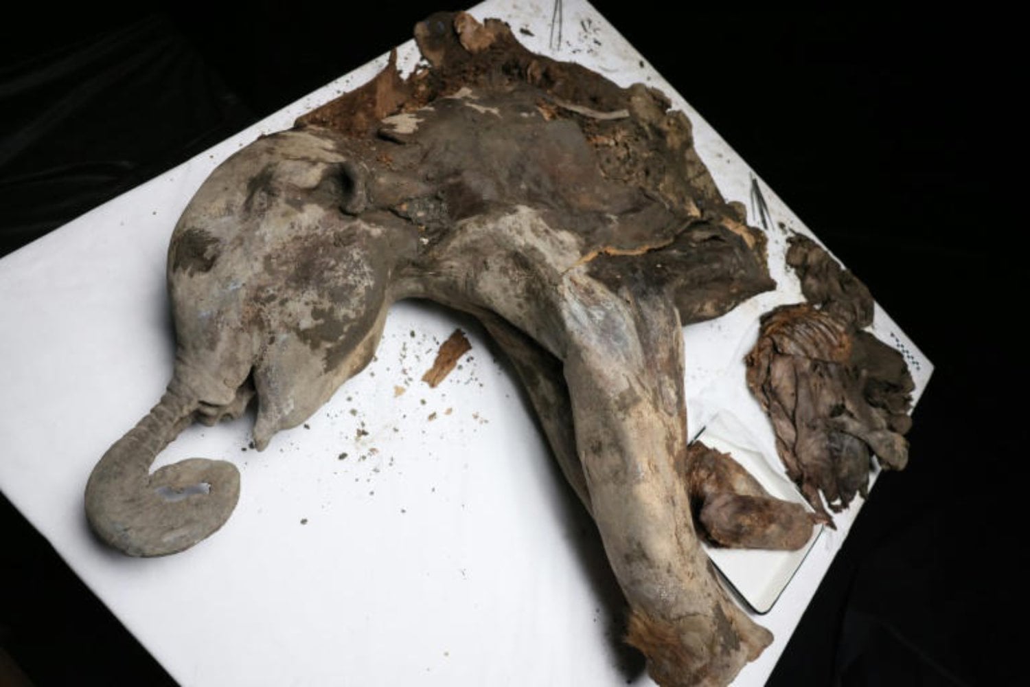 Un hallazgo que podría cambiarlo todo: lo que oculta el cuerpo intacto de un mamut bebé