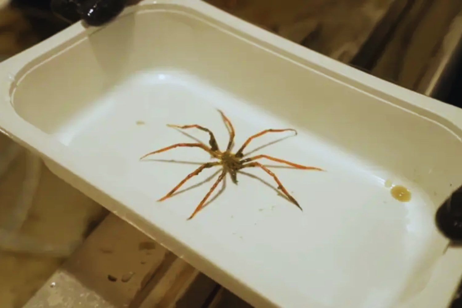Criaturas desconocidas emergen desde las profundidades heladas de la Antártida