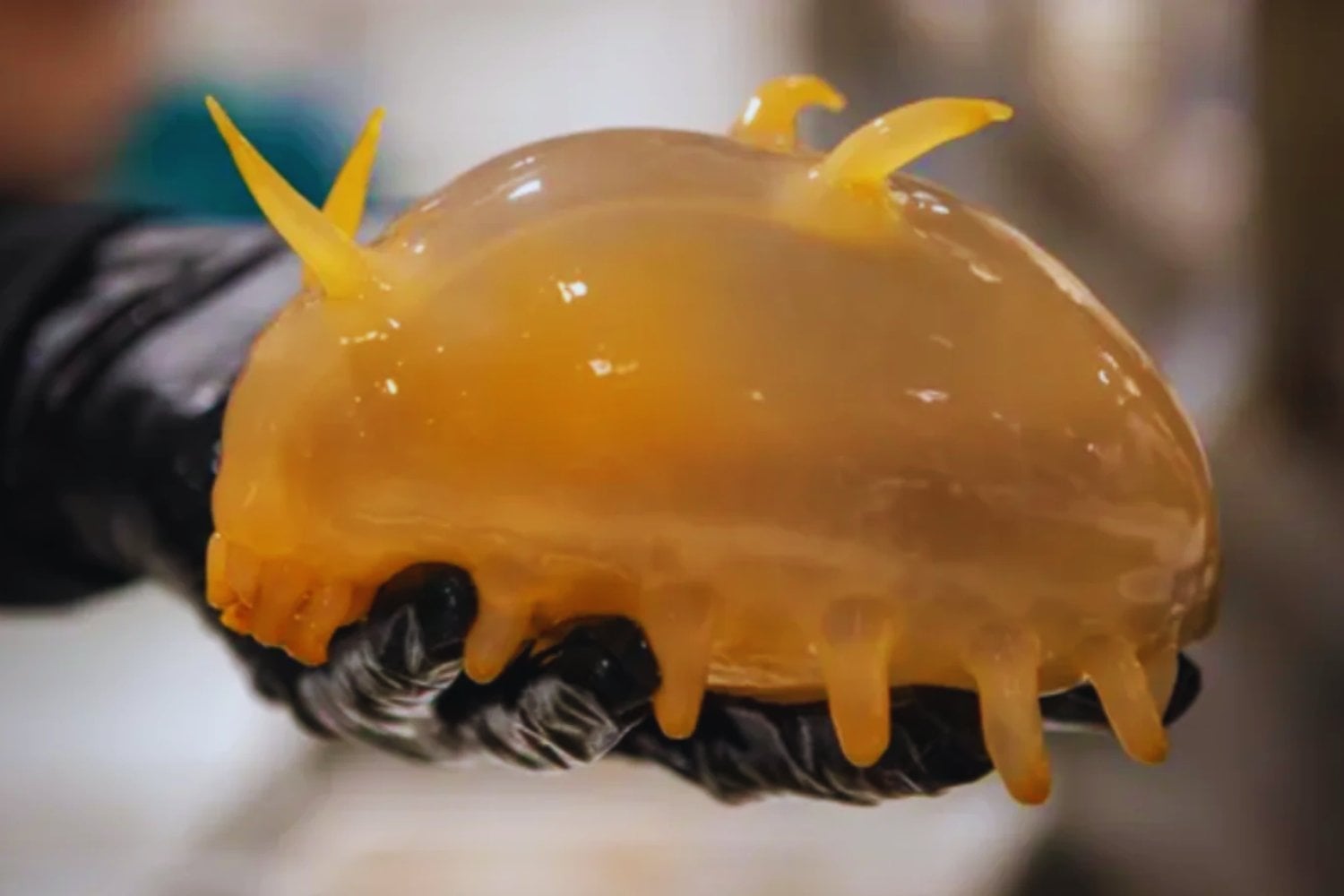 Criaturas desconocidas emergen desde las profundidades heladas de la Antártida