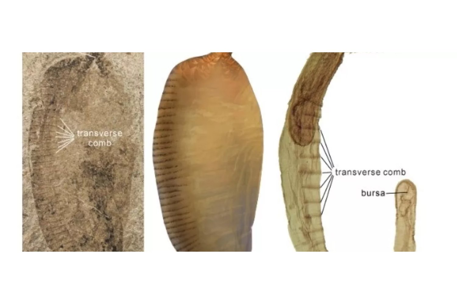 El misterioso fósil que revela un sorprendente origen de los parásitos modernos
