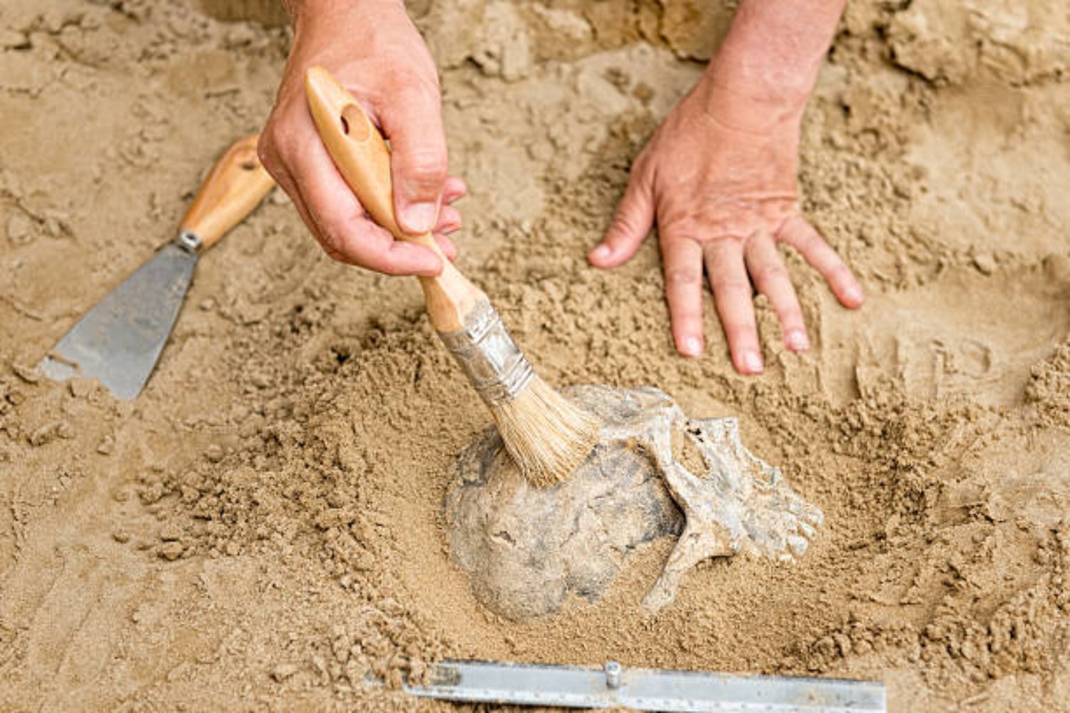 El rostro perdido de Europa: el misterioso ancestro que reescribe la historia humana