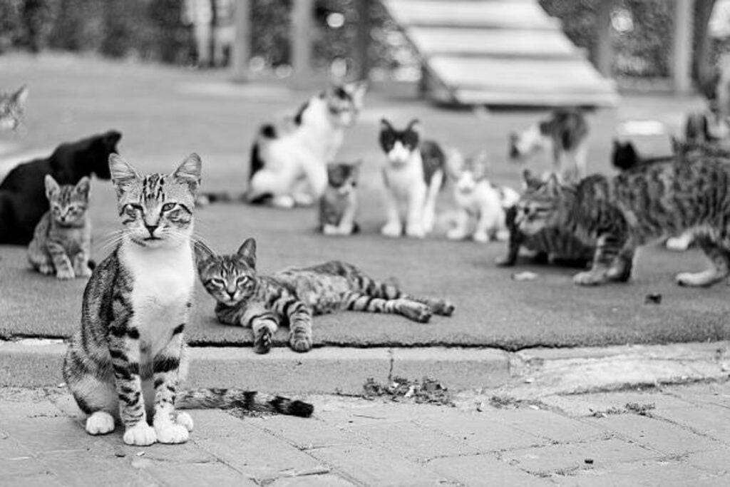 El enigmático pelaje que está cambiando lo que creíamos saber sobre los gatos